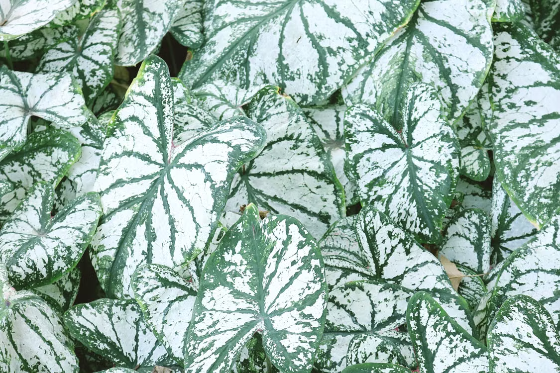 How to Plant and Grow White Caladium Bulbs for a Lush, Vibrant Garden