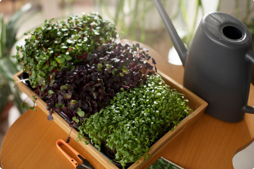 Herbs